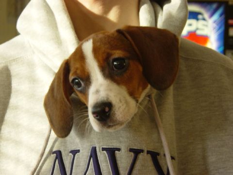 1995 Ford Probe - A cute puppy is wearing a hoodie with the word NAVY on it.