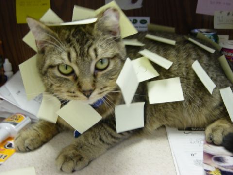1995 Ford Probe - This cat is decorated with many sticky notes.
