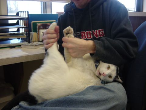 1995 Ford Probe - A person holds a white cat with black markings while sitting in an office environment.