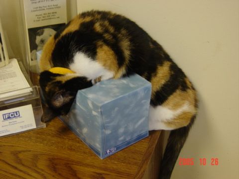 1995 Ford Probe - A calico cat is sleeping on a blue tissue box on a wooden desk.