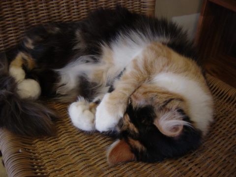 1995 Ford Probe - A fluffy calico cat sleeps soundly on a woven chair, its face hidden by its paws.