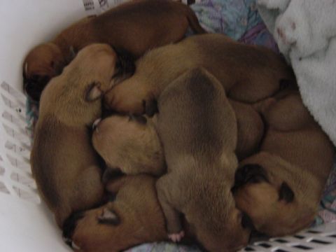 1995 Ford Probe - A litter of young puppies are together, sleeping soundly in a white basket.