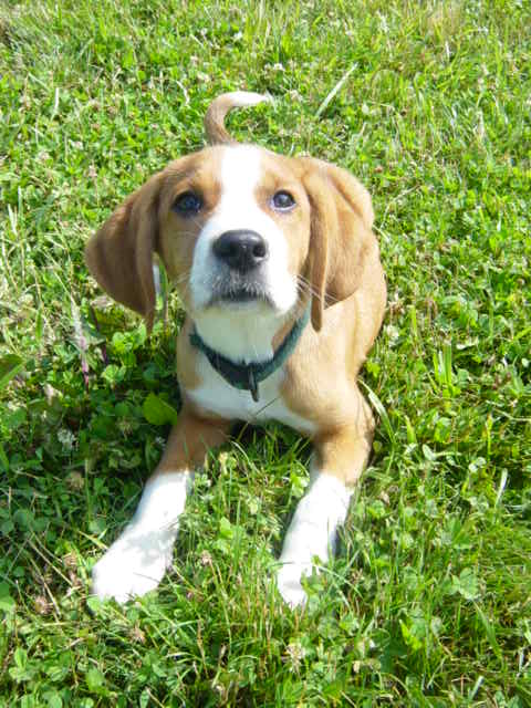 1995 Ford Probe - A cute puppy with floppy ears sits in the grass, looking directly at the viewer.