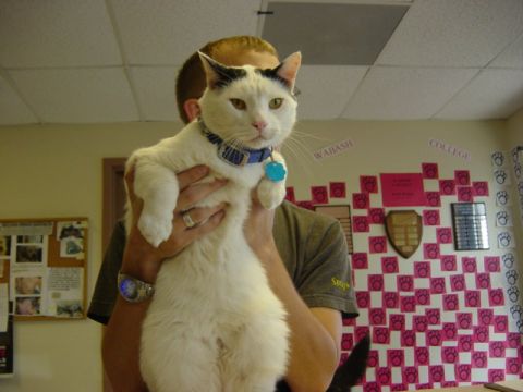 1995 Ford Probe - A person holds a white cat with black markings and a blue collar.