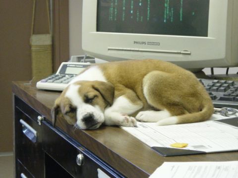 1995 Ford Probe - A young dog naps on office paperwork, unaware of the computer screen above.