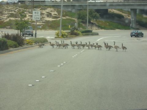 1994 Ford F-150 - Geese are crossing the road, causing traffic to stop.