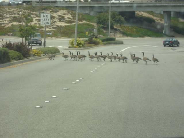 Flock of geese crossing a road with a 'No Left Turn' sign visible