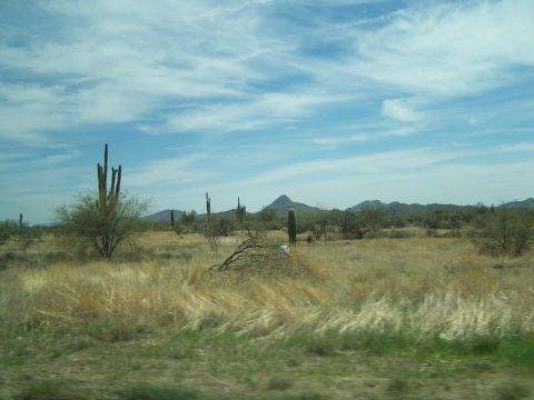 1995 Ford Probe - A desert scene with saguaro cacti and mountains under a partly cloudy sky.