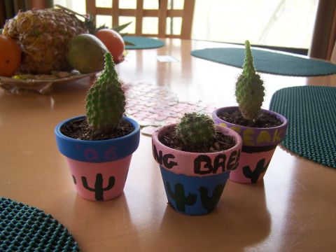1995 Ford Probe - Three cacti in painted pots sit on a table with fruit in the background.