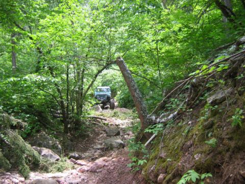 1981 Ford Bronco - A light-colored off-road vehicle navigates a challenging, overgrown path through a dense forest.