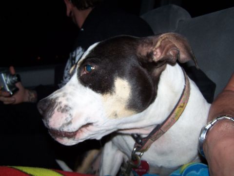1995 Ford Probe - A dog with distinctive markings is seen inside a vehicle, with a person holding a camera in the background.