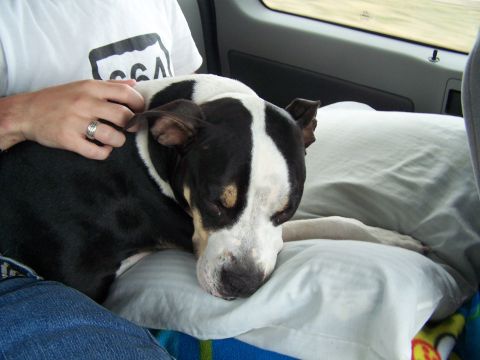 1995 Ford Probe - A dog sleeps on a pillow inside a vehicle, with a person's arm resting on it.
