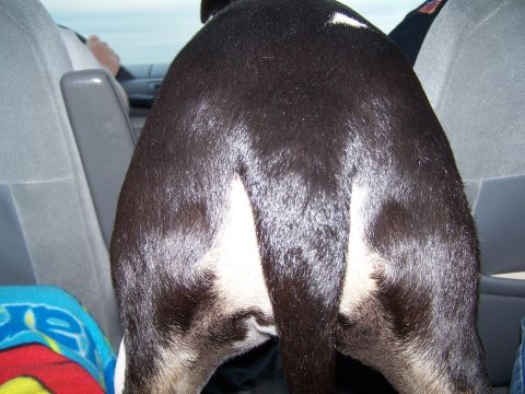1995 Ford Probe - A dog's hindquarters are visible in the back seat of a car, with a driver in the front.