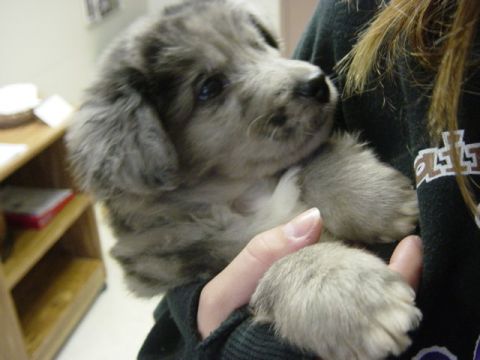 1995 Ford Probe - A fluffy puppy with grey and black markings is held by a person.