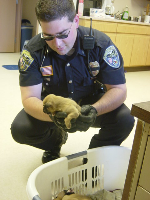 1995 Ford Probe - A police officer gently holds a newborn puppy, with another puppy in a basket nearby.