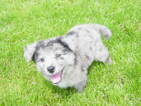 1995 Ford Probe - A puppy with a merle coat looks up from the grass.