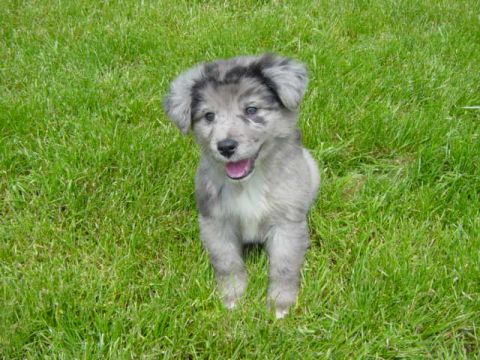 1995 Ford Probe - A fluffy puppy with grey and black markings sits in a grassy field, looking towards the camera with its mouth open.
