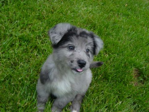 1995 Ford Probe - A cute puppy with grey and black fur sits in the grass, looking at the camera with its tongue slightly out.