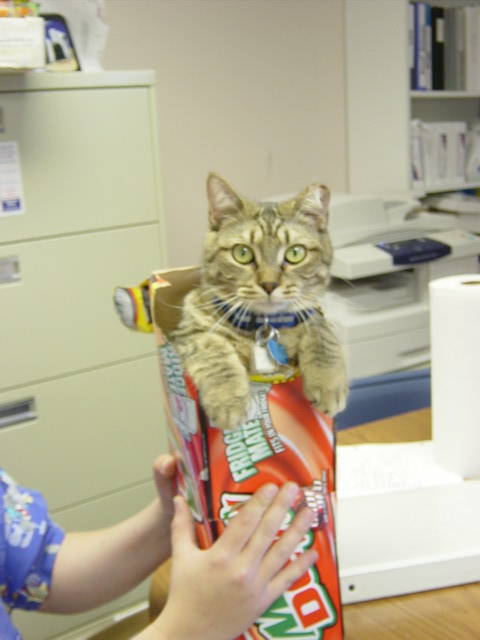 1995 Ford Probe - A cat is sitting in a box in an office environment.