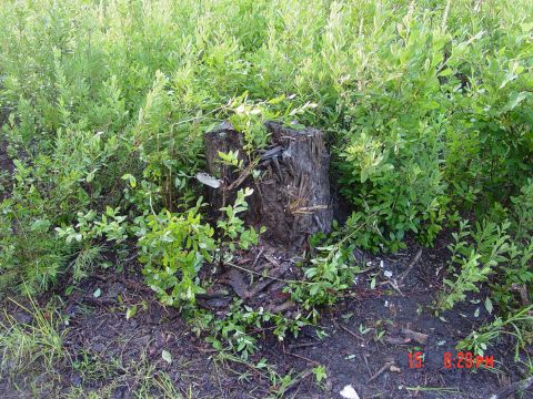 1995 Dodge 1500 - A weathered tree stump sits amidst lush green vegetation, with a watermark from SuperMotors.net visible at the bottom right.