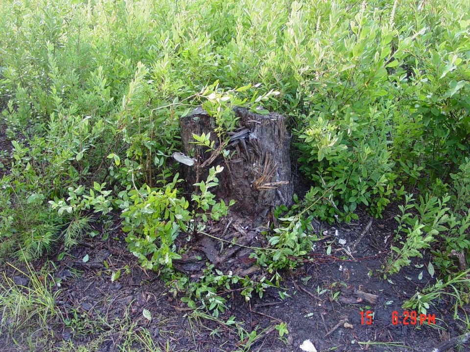 Tree stump surrounded by green foliage