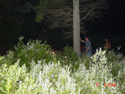 1995 Dodge 1500 - A nighttime scene shows two individuals near a red vehicle, surrounded by dense foliage and a large tree.
