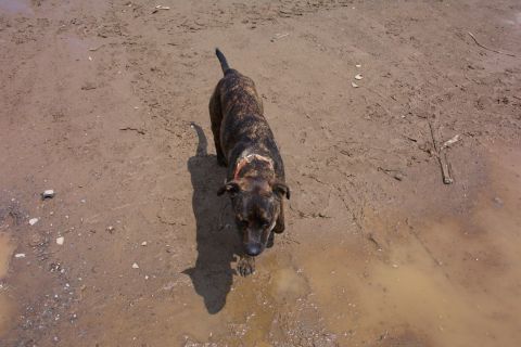 1978 Ford Bronco - A dog with brindle fur walks through a muddy, wet ground area.