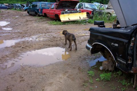 1978 Ford Bronco - A dog walks through a muddy junkyard with several vehicles in the background.