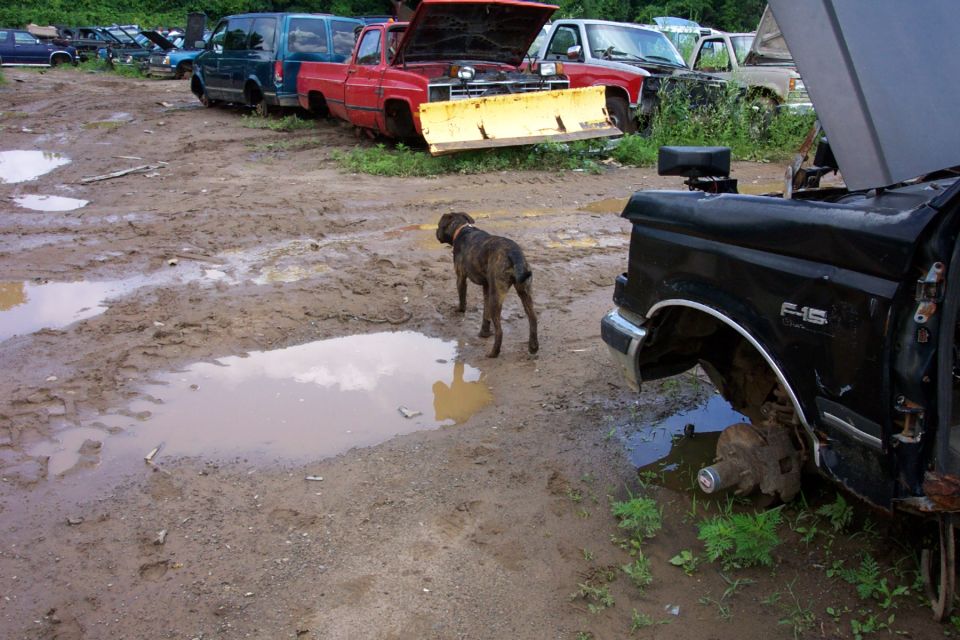 Dog standing in muddy junkyard next to a black truck with missing wheel