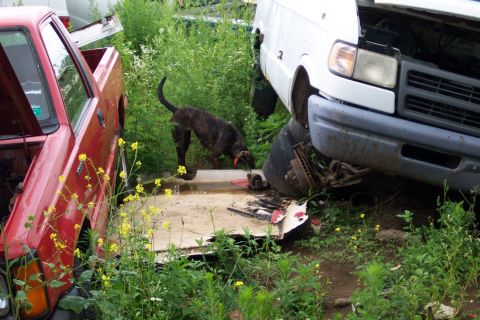 1978 Ford Bronco - A dog explores a junkyard scene a red truck and a damaged white van.