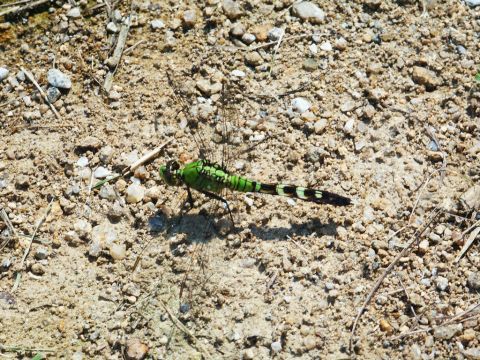 2001 Mercury Grand Marquis - A green dragonfly rests on the dry, rocky ground, its striped abdomen clearly visible.