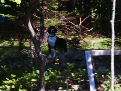 2001 Mercury Grand Marquis - A dog stands alert in a natural outdoor setting, with trees and foliage surrounding it.