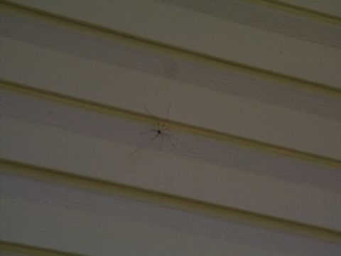 2001 Mercury Grand Marquis - A spider is seen on beige siding, with a Supermotors.net watermark visible at the bottom right of the image.