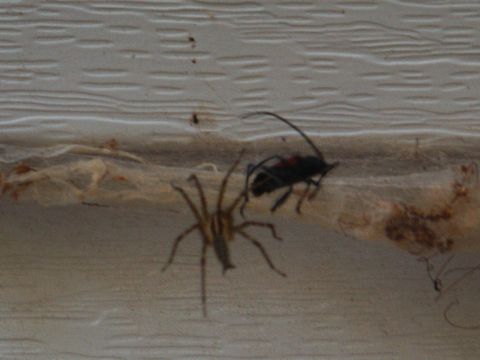 2001 Mercury Grand Marquis - Spider and beetle on siding with webbing.