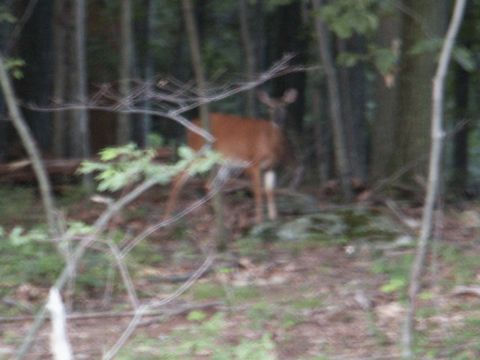 2001 Mercury Grand Marquis - A deer is visible in a forest setting, partially obscured by branches.