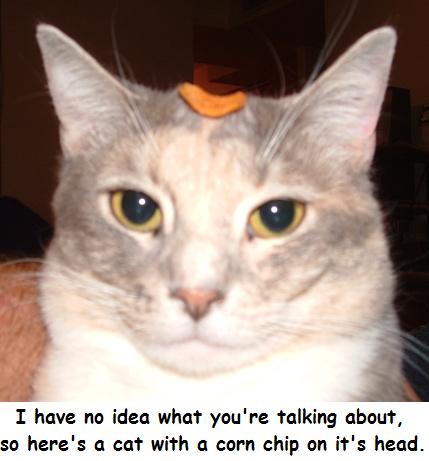 1990 Ford Bronco - A cat looks at the camera with a corn chip on its head, accompanied by text stating "I have no idea what you're talking about, so here's a…