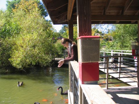 1978 Ford Bronco - A woman stands on a wooden deck, extending her hands to feed ducks and koi fish swimming in a pond below.