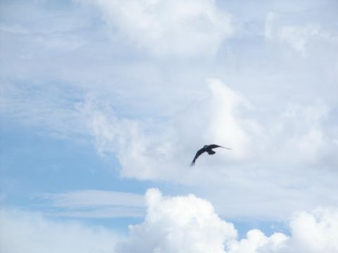 2001 Mercury Grand Marquis - A bird soars through the sky on a cloudy day, with a Supermotors logo visible.
