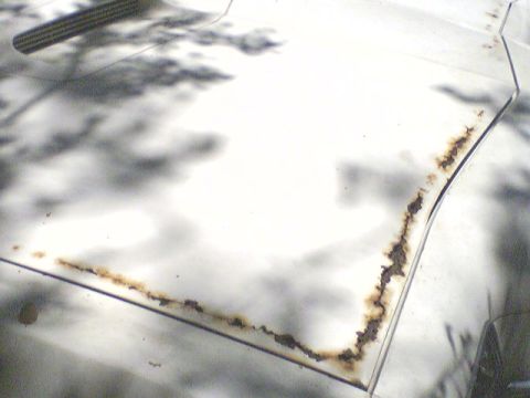 1972 Ford Ranchero - The rusted out hood before I replaced it.