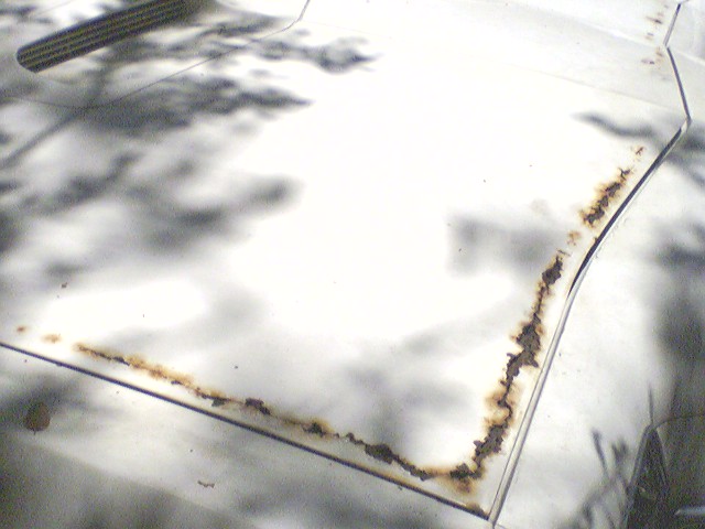 White hood with rust corrosion along panel seams, tree shadows on paint