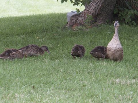 2001 Mercury Grand Marquis - A group of ducks, including an adult and ducklings, are seen grazing on a grassy area near a large tree.