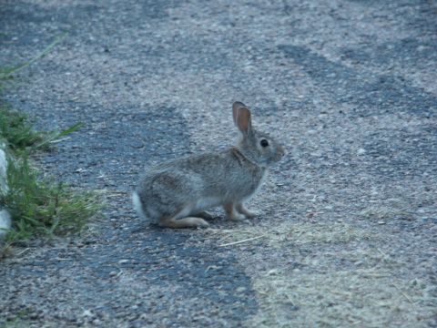 2001 Mercury Grand Marquis - A rabbit pauses on a gravelly surface, with a watermark indicating the source.
