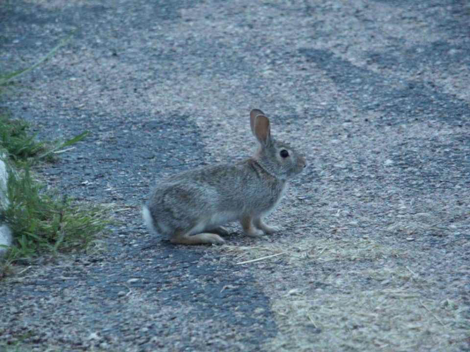 Rabbit sitting on asphalt with grass to the left. Watermark reads SUPERMOTORS