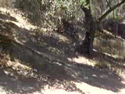 2001 Yamaha BANSHEE - Me crashing my banshee into a tree