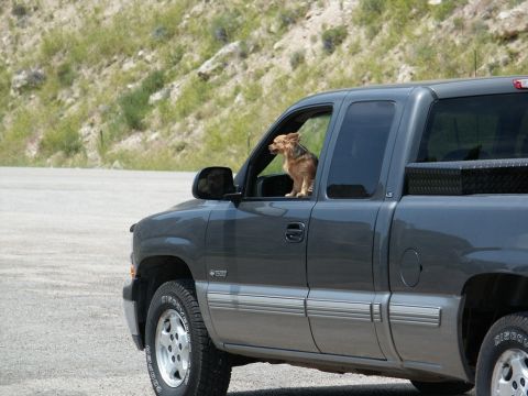 2001 Mercury Grand Marquis - A small dog enjoys the view from the open window of a pickup truck on a sunny day.