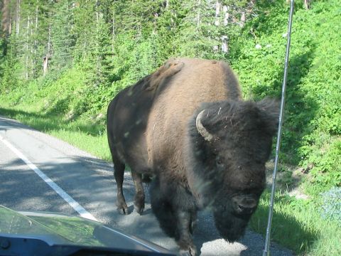 2001 Mercury Grand Marquis - A bison is blocking the road, forcing a vehicle to stop.