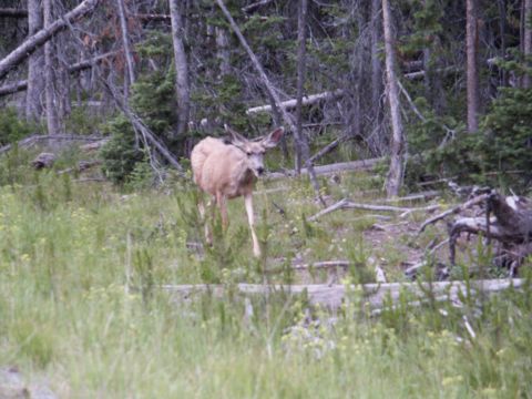 2001 Mercury Grand Marquis - A deer is seen walking through a wooded area with tall grass and fallen branches.