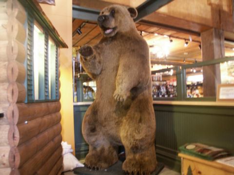 2001 Mercury Grand Marquis - A large taxidermied bear stands upright in what appears to be a themed exhibit, possibly in a lodge or museum setting.
