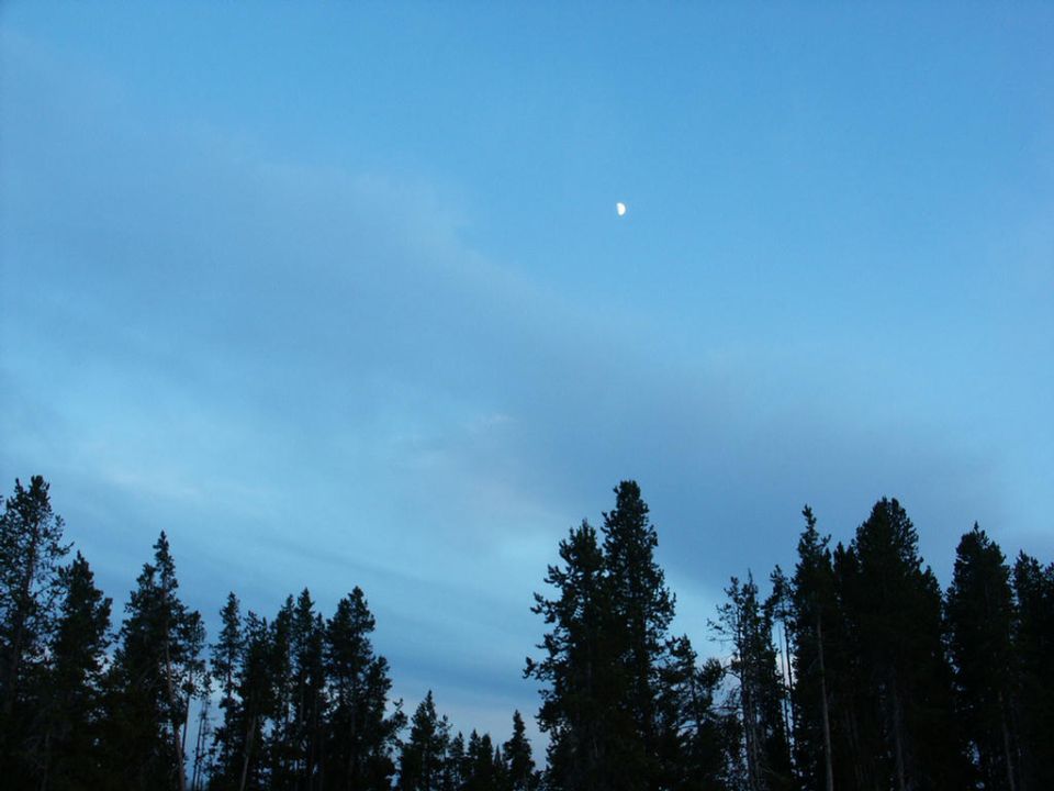 Daytime sky with crescent moon visible above silhouetted pine trees