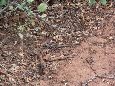 2001 Mercury Grand Marquis - A lizard rests on the ground amidst dry leaves and twigs, with branches forming a canopy above.